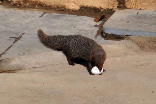 Mongoose Grey Indian Egg Grappling India