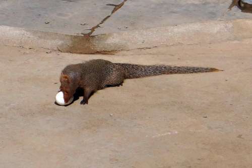 Mongoose Grey Indian Egg Grappling India