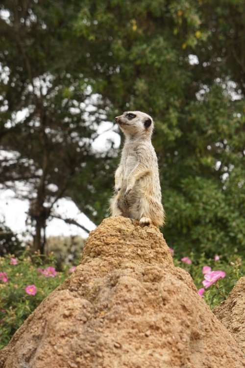 Mongoose Animal Zoo Meerkats