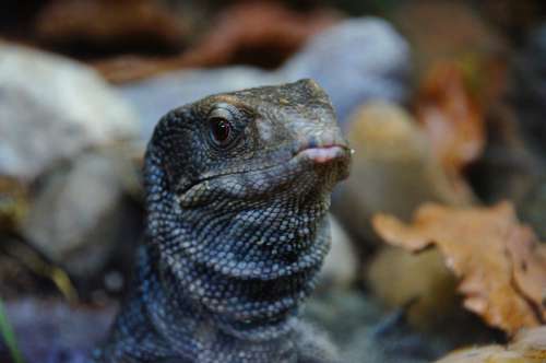 Monitor Reptile Zoo Dragon Lizard