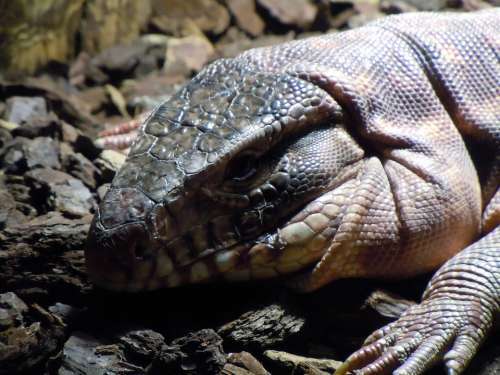 Monitor Varanus Reptile Iguana Lizard Exotic