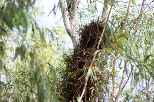 Monk Parakeet Parrot Bird Tree Nest Paraguay