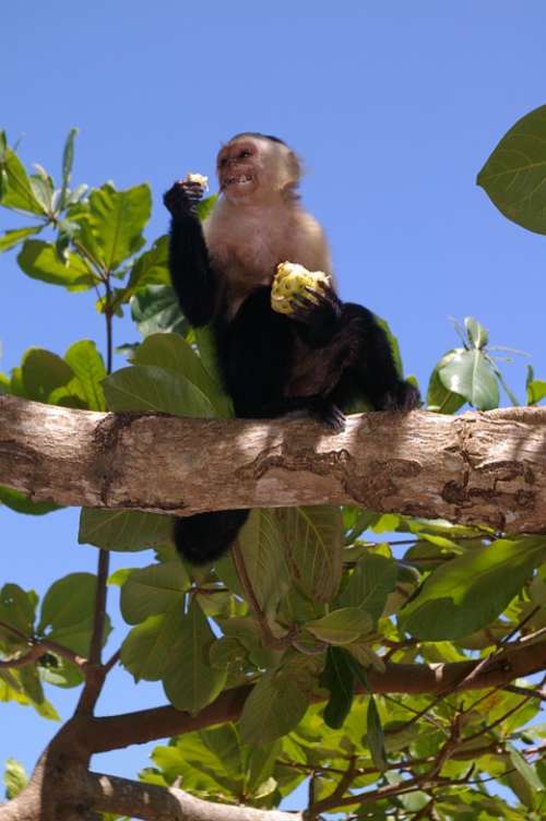 Monkey Animals Eat Greedy Cheeky Tree