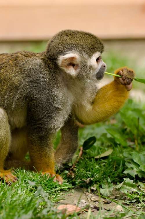 Monkey Amazon Squirrel Rainforest Tree Snout