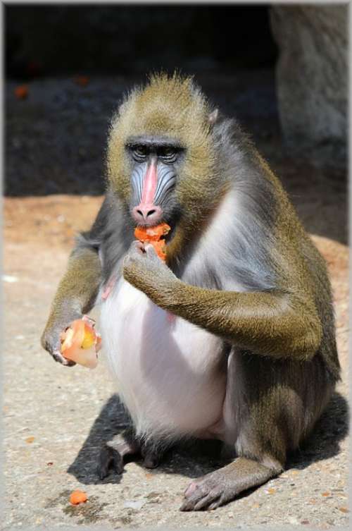 Monkey Monkeys Fruit Delicacy Business Zoo Artis