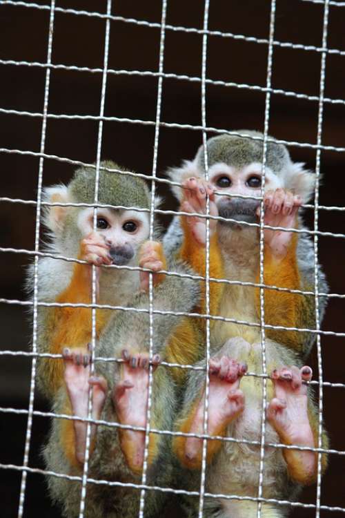 Monkey Nagasaki Bio Park Zoo Brothers And Sisters