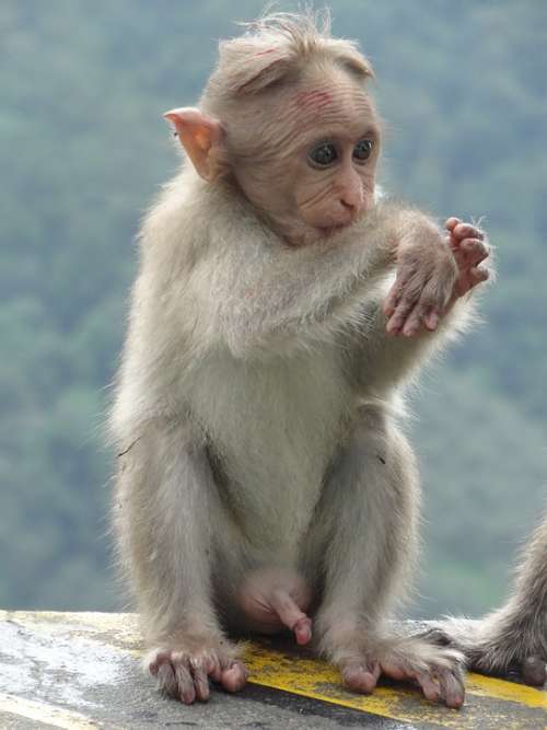 Monkey Animal Mammal Sitting Ape India