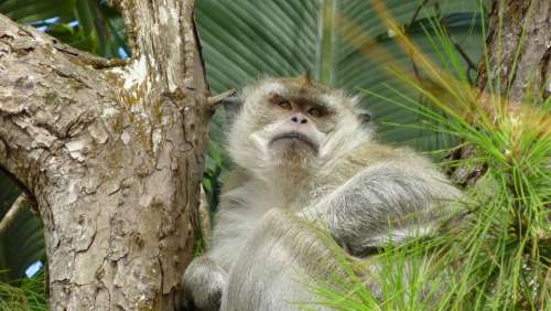 Monkey Tree Sit Close Up Animal Tropical