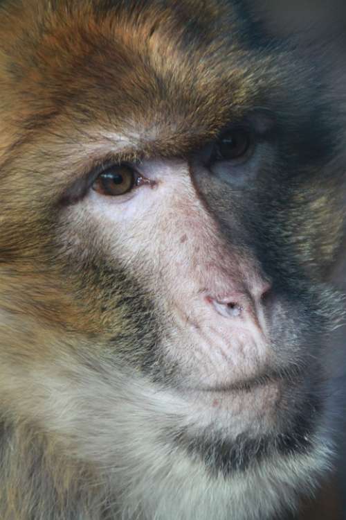 Monkey Barbary Ape Portrait Eyes Fur Furry Hair