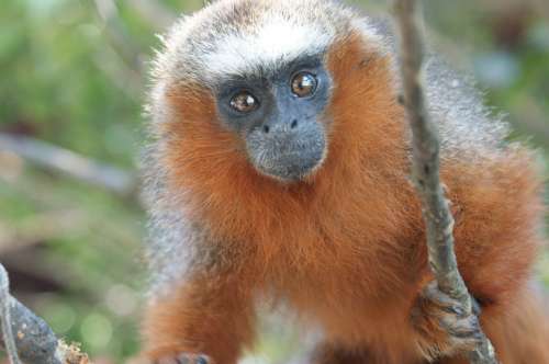 Monkey Animal Wildlife Close-Up Eyes Wild Cute