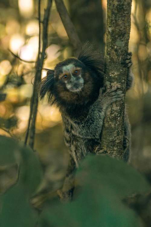 Monkey Brazil Nature Animal Hairy