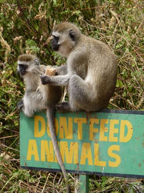 Monkey Young Animal Africa Feed Sit Safari Dam