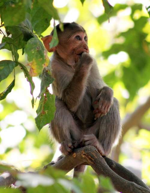 Monkey Thinking Branch Ape Primate Animal Mammal