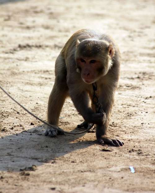 Monkey Animal Chained Leash Mammal Ape