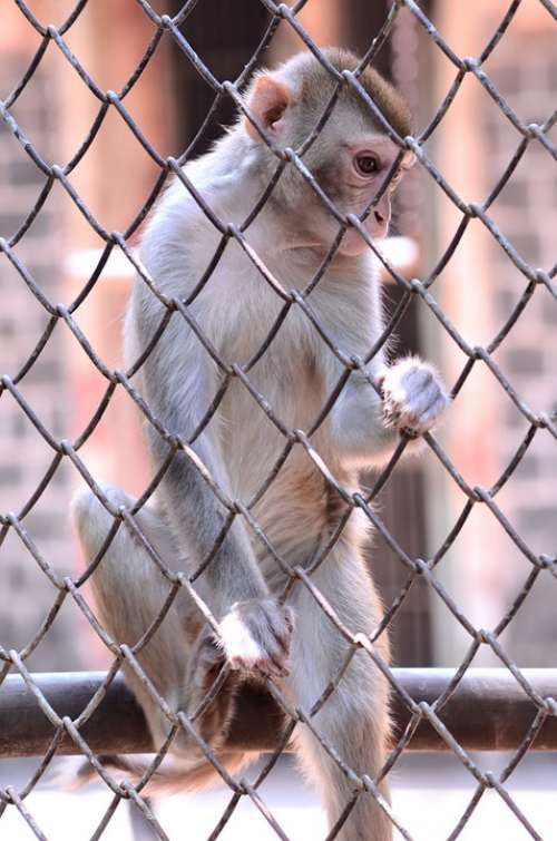 Monkey Climb Cage Encaged Animal Zoo Primate
