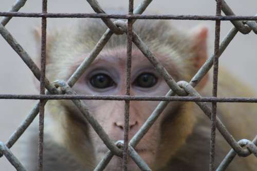 Monkey Staring Face Fence Cage Ape India Primate
