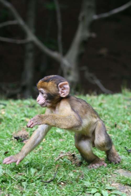 Monkey Baby Nature Forest Enclosure Äffchen