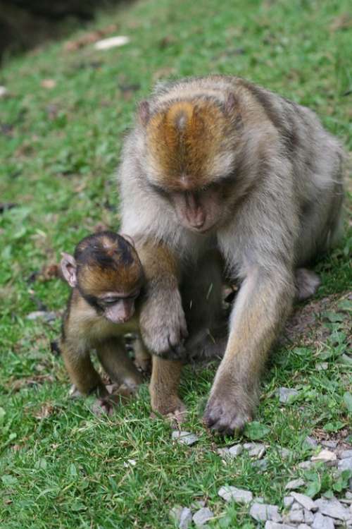 Monkey Baby Nature Forest Enclosure Äffchen