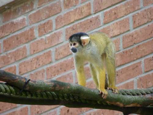 Monkey Squirrel Monkey Climb Tiergarten Zoo
