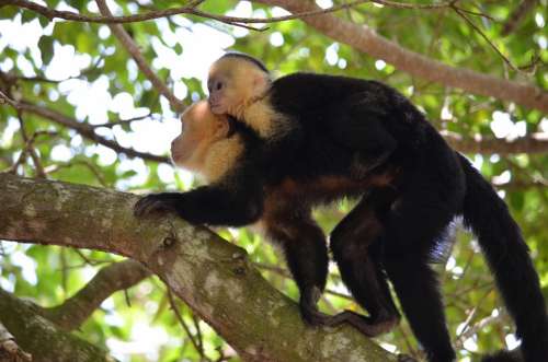 Monkey Mammal Nature Wildlife Animal Tropics