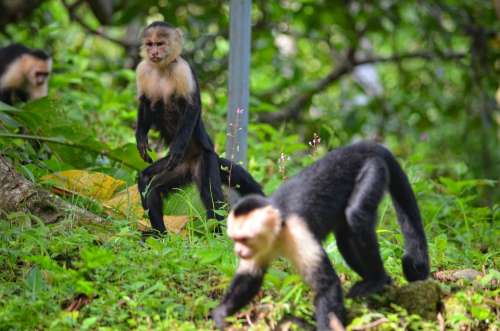 Monkey Primate Wildlife Wild Jungle Animal Mammal