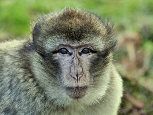Monkey Macaque Animal Primate Mammal Wild