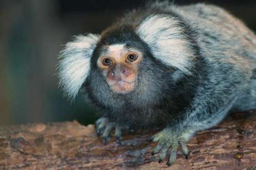 Monkey Monkey Art Mammal Animal Fauna Animal World