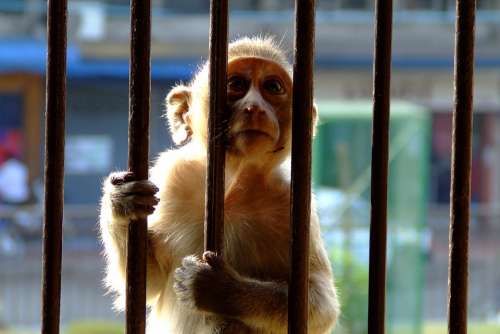 Monkey Encaged Bars Sunlight Caged Hands Ape