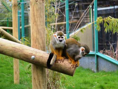 Monkey Zoo Animal Wildlife Cute Primate