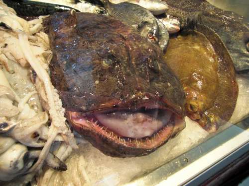 Monkfish Fish Ugly Fish Market Fresh