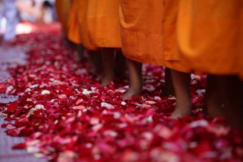 Monks Buddhists Walk Rose Petals Feet Robes