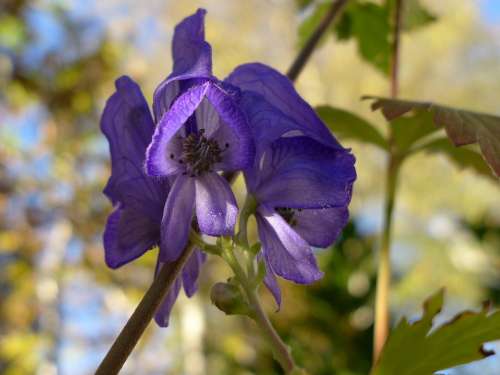 Monkshood Plant Poisonous Plant Flora Blue Violet
