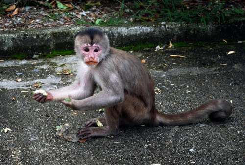 Mono Monkeys Nature Fauna Animal Mammals