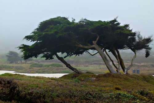 Monterey Trees Nature Landscape Shoreline