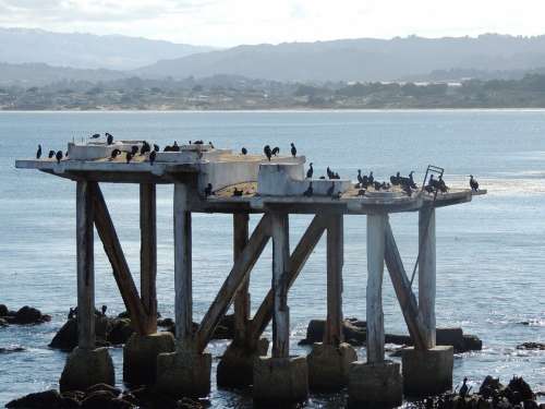 Monterey Bay California Beach Birds Rocks Pier