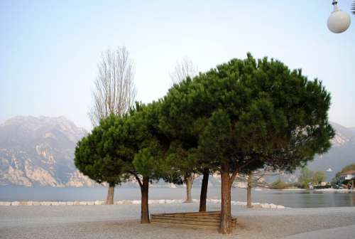 Mood Garda Trees Bank Lago Di Garda Italy Beach