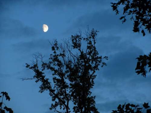 Moon Moon Shine Moon Light Trees Branches Dark