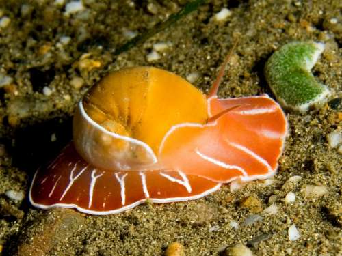 Moon Snail Maritime Sea Life Animal Ocean