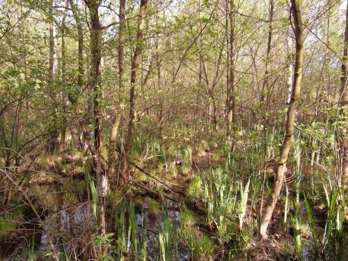 Moor Light Forest Spring Grow Reed Wet Grass