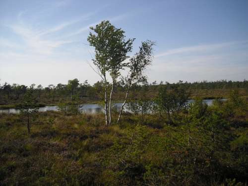 Moor Moorland Black Moor Rhön Hochrhoen Vegetation