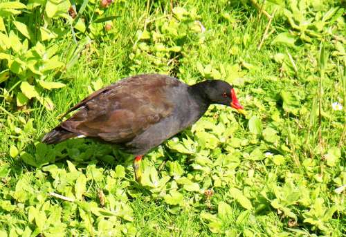 Moorhen Gallinula Chloropus Waterhen Adult