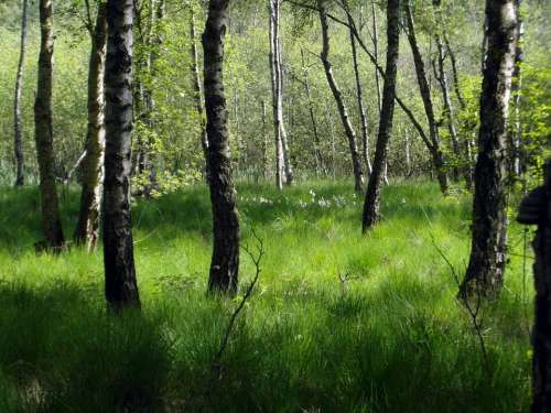 Moorland Forest Birch Green Tender