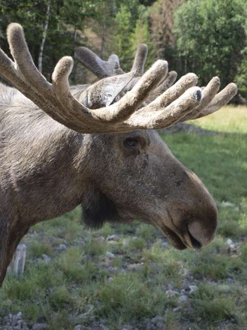 Moose Animal Antler Sweden Värmland