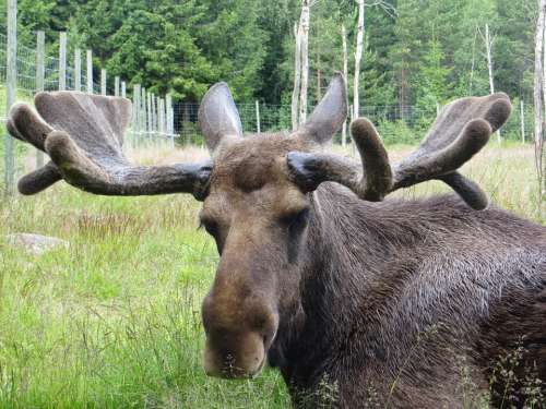 Moose Sweden Antler Animal