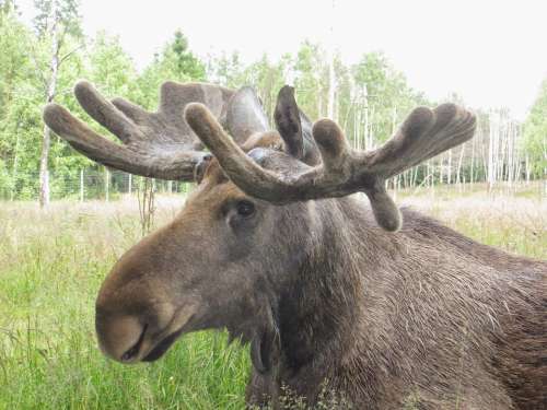 Moose Sweden Antler Animal