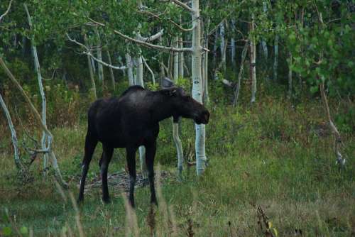 Moose Forest Wild Nature Animal Wildlife Isolated