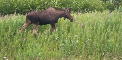 Moose Baby Moose Browse Grass Animal Cute Wild