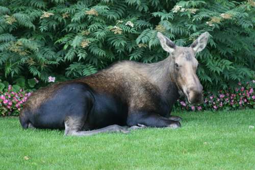 Moose Alaska Wildlife Fur Animal