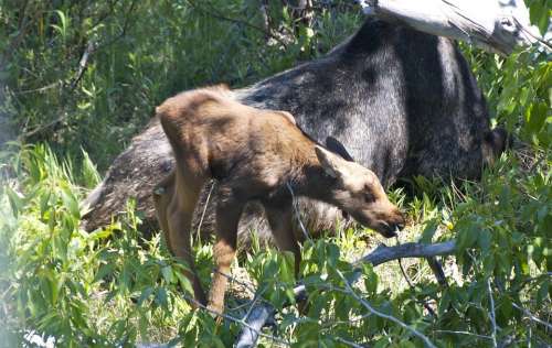 Moose Baby Wyoming Nature Grand Teton National Park