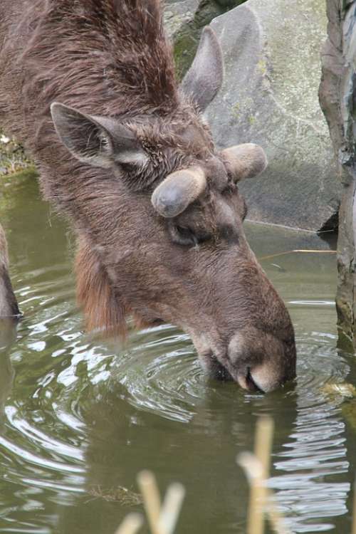 Moose Drink Water Zoo Nature